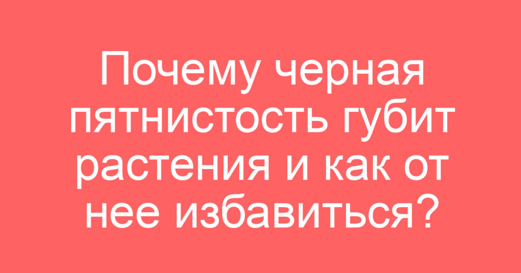 Почему черная пятнистость губит растения и как от нее избавиться?
