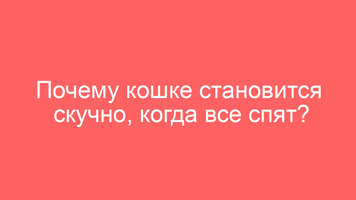 Почему кошке становится скучно, когда все спят?